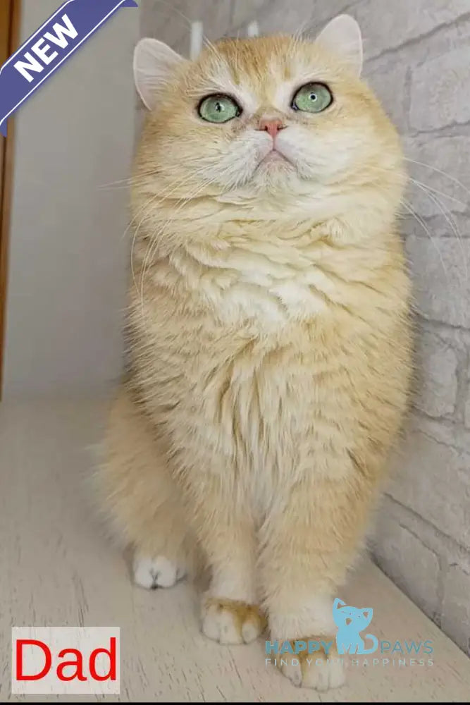 Marsi British Shorthair male black golden chinchilla - live animals