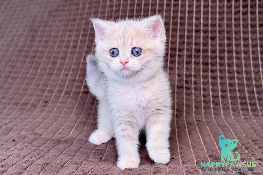 Marsi Munchkin female blue golden tabby - live animals