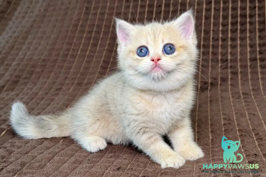 Marsi Munchkin female blue golden tabby - live animals