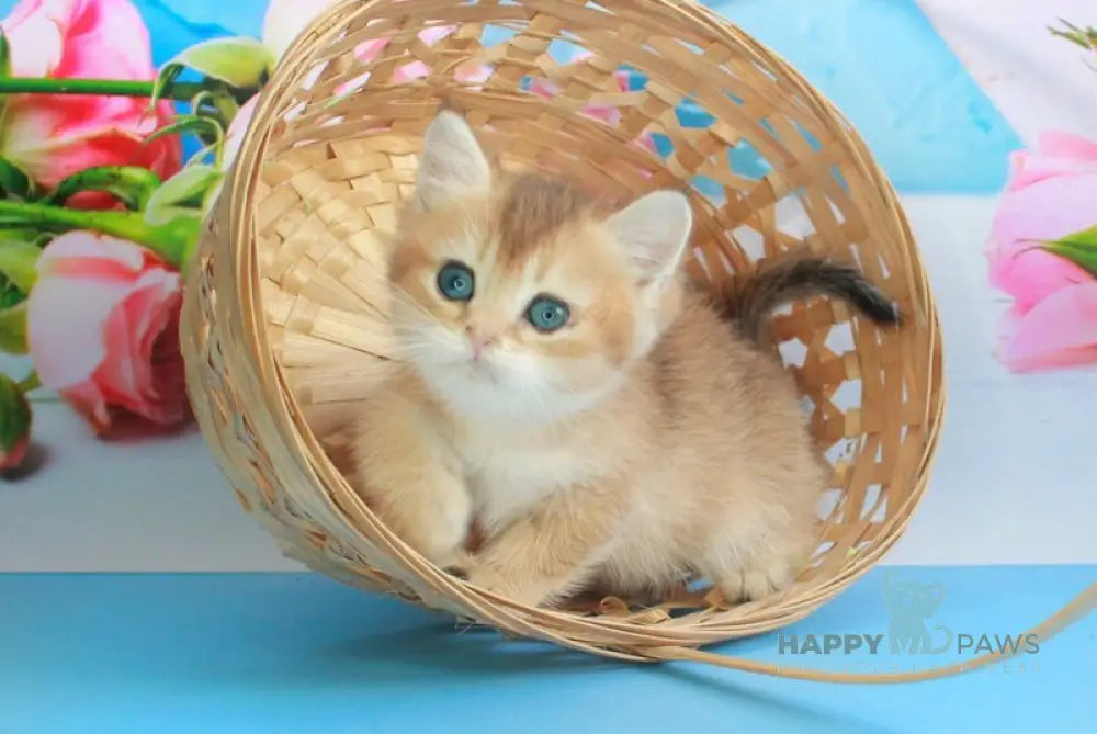 Marsik British Shorthair male black golden shaded live animals