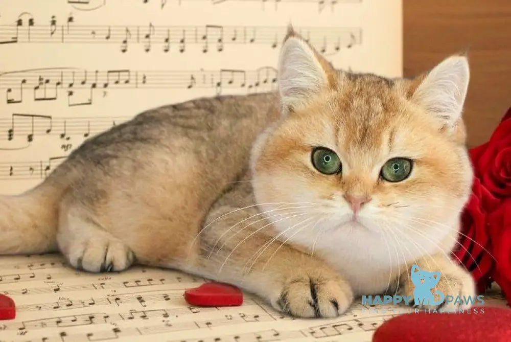 Marsik British Shorthair male black golden shaded live animals