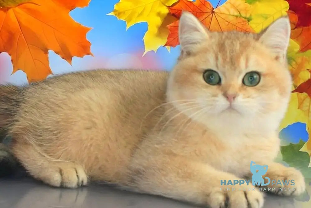 Marsik British Shorthair male black golden shaded live animals