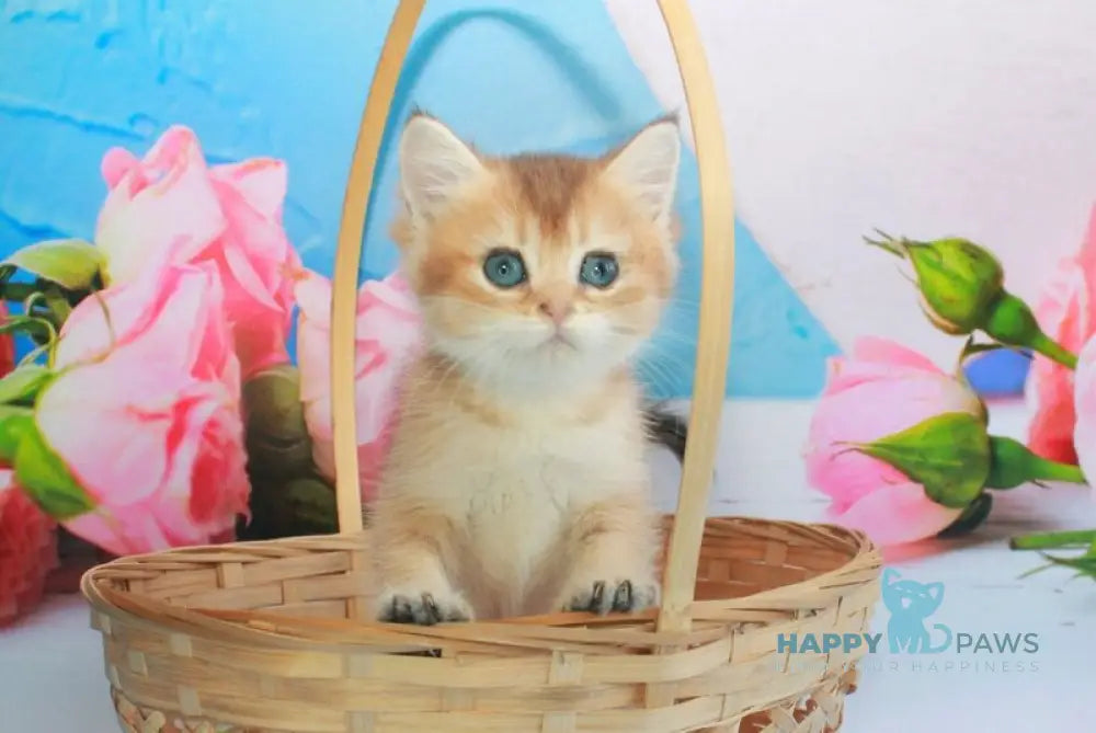 Marsik British Shorthair male black golden shaded live animals