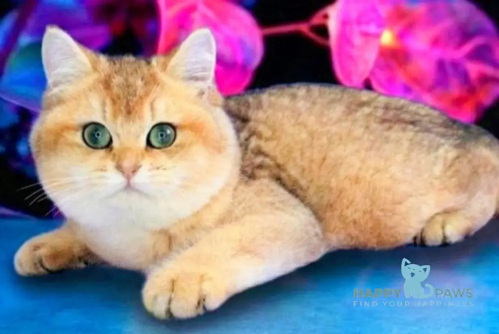 Marsik British Shorthair male black golden shaded live animals