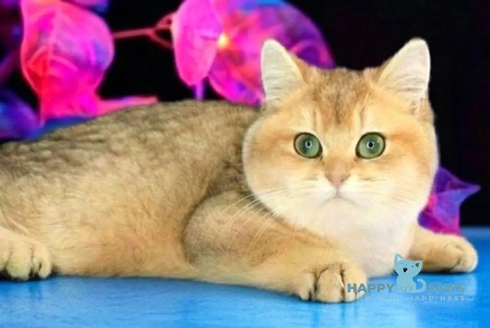 Marsik British Shorthair male black golden shaded live animals