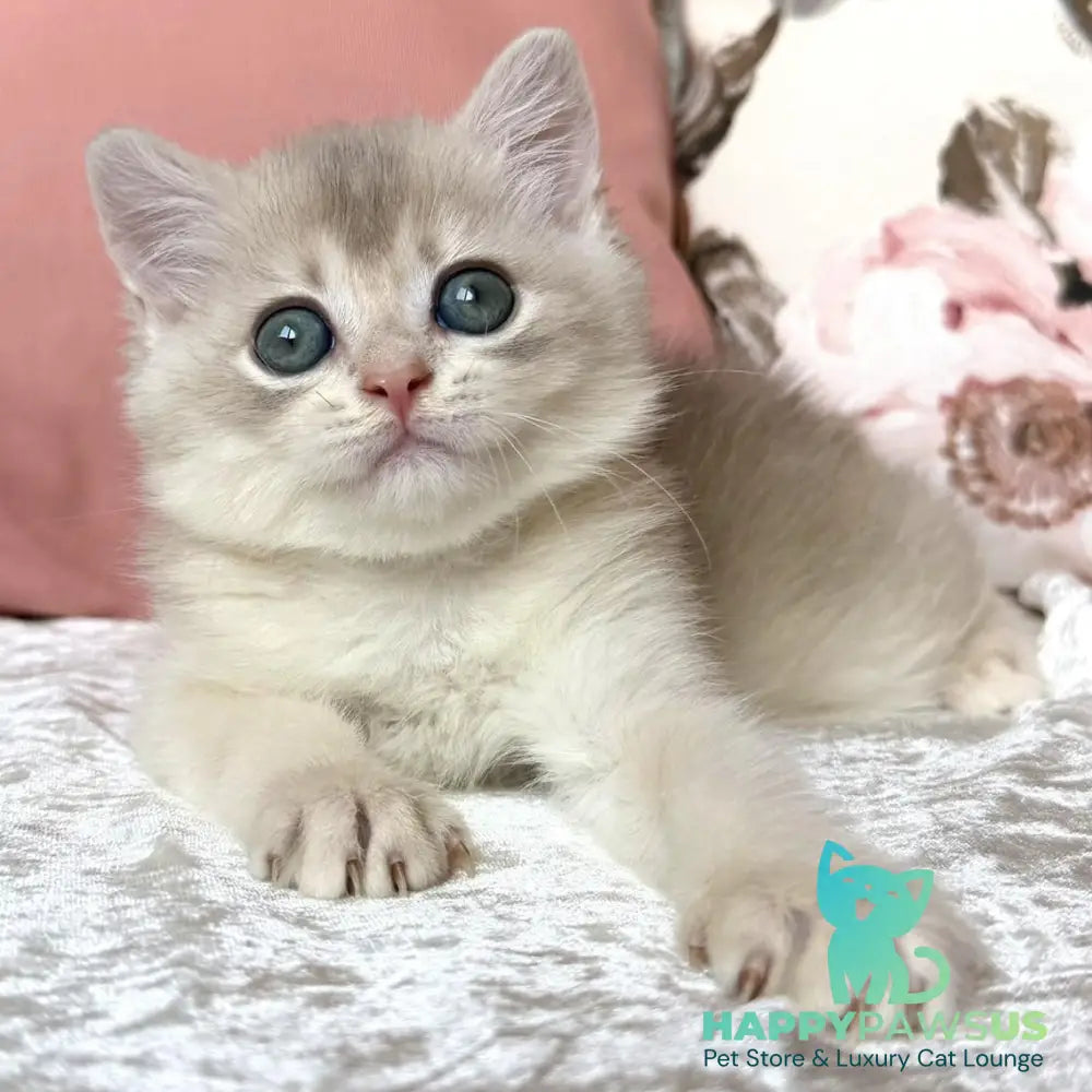 Marsik British Shorthair male blue golden chinchilla - live animals