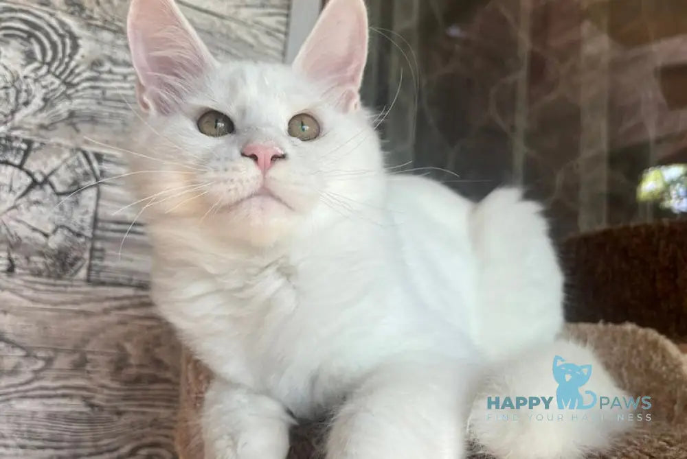 Marsik Maine Coon male white live animals