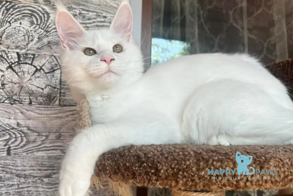 Marsik Maine Coon male white live animals