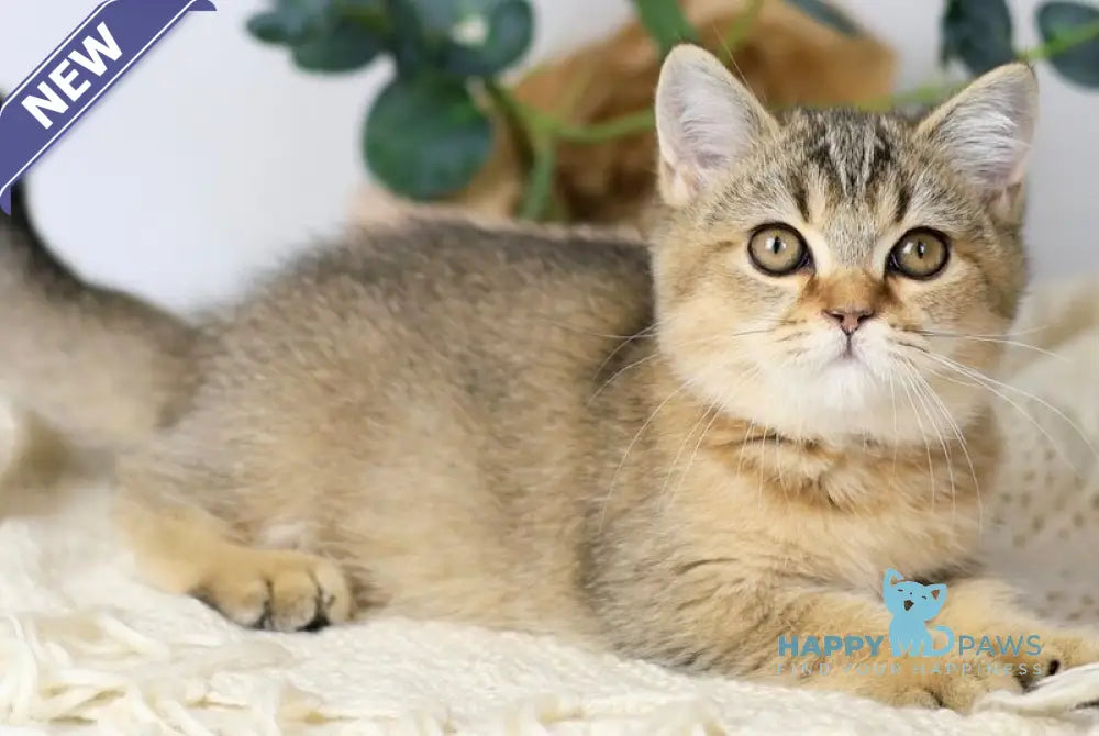 Мarta British Shorthair female black ticked tabby live animals