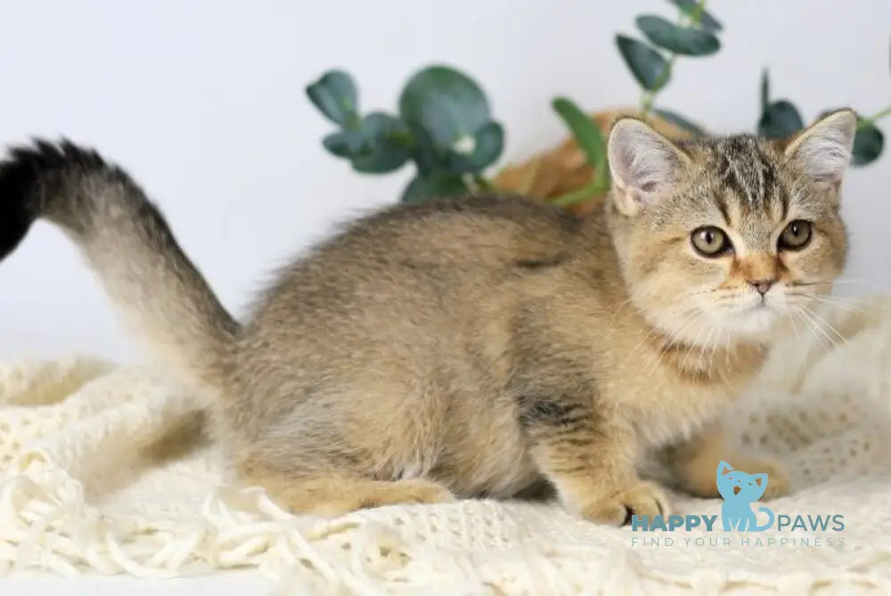Мarta British Shorthair female black ticked tabby live animals