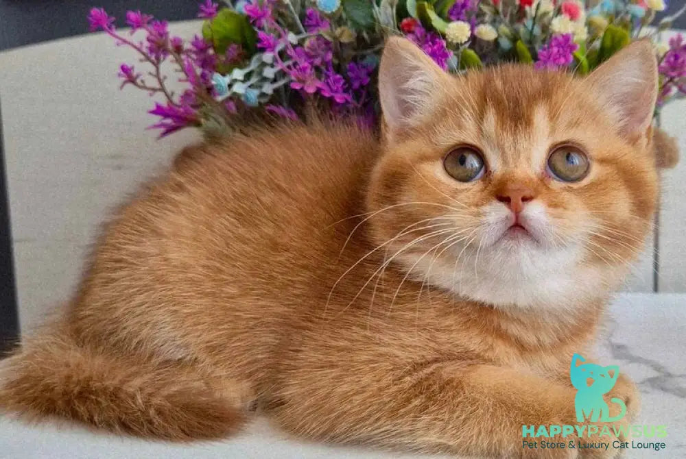 Marta British Shorthair female chocolate golden shaded - live animals