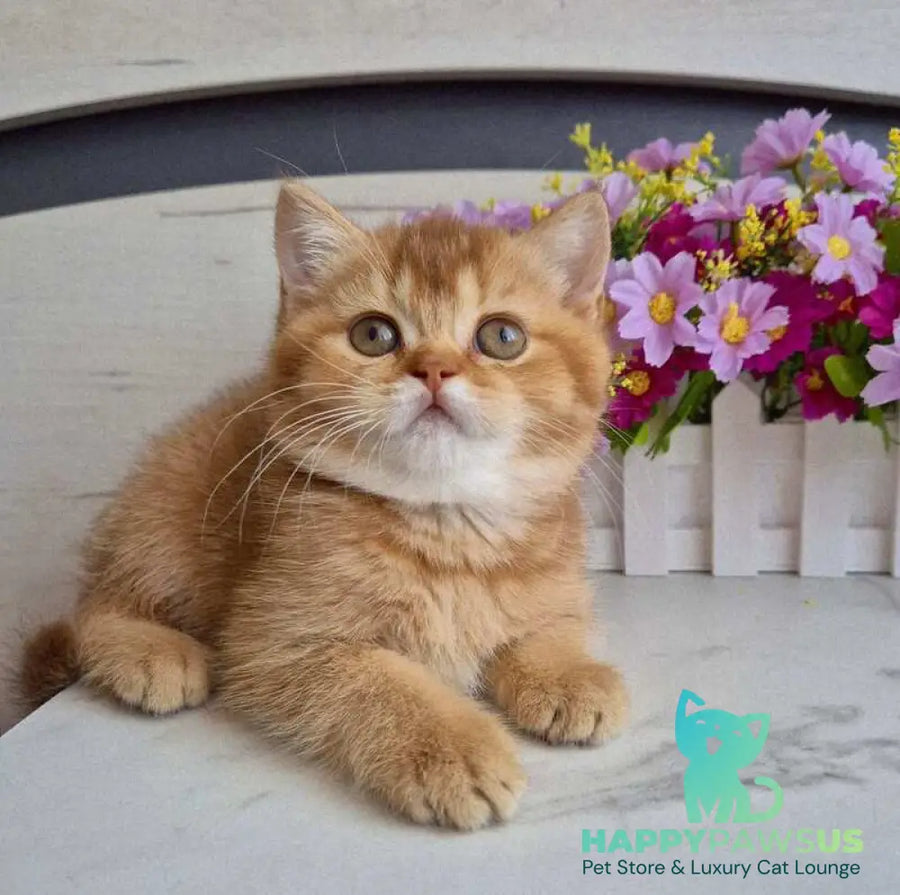 Marta British Shorthair female chocolate golden shaded - live animals