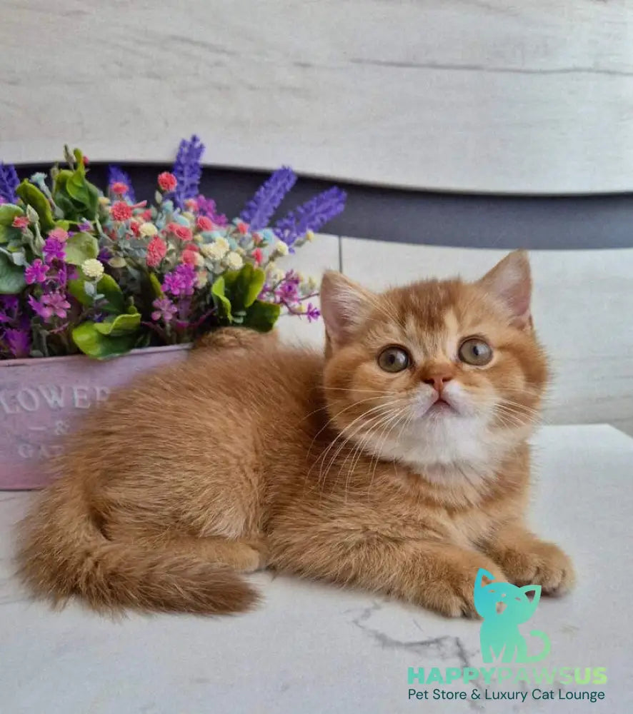 Marta British Shorthair female chocolate golden shaded - live animals