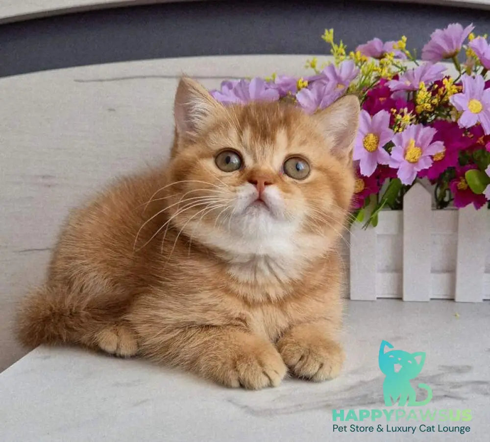 Marta British Shorthair female chocolate golden shaded - live animals