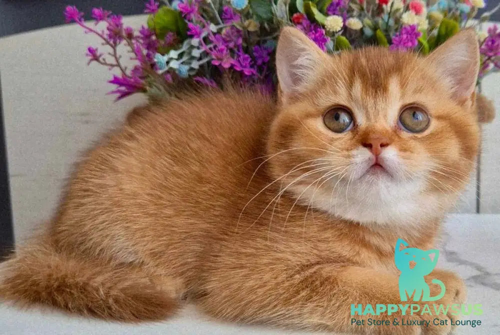 Marta British Shorthair female chocolate golden shaded - live animals