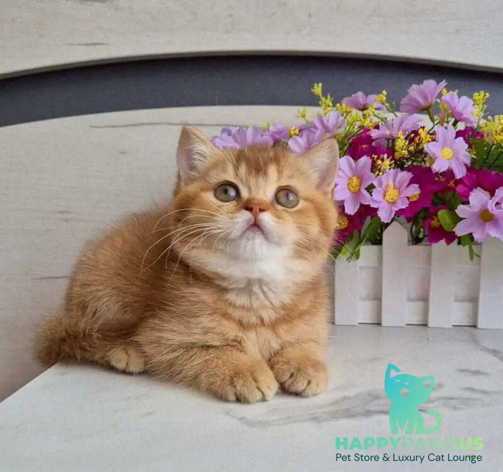 Marta British Shorthair female chocolate golden shaded - live animals
