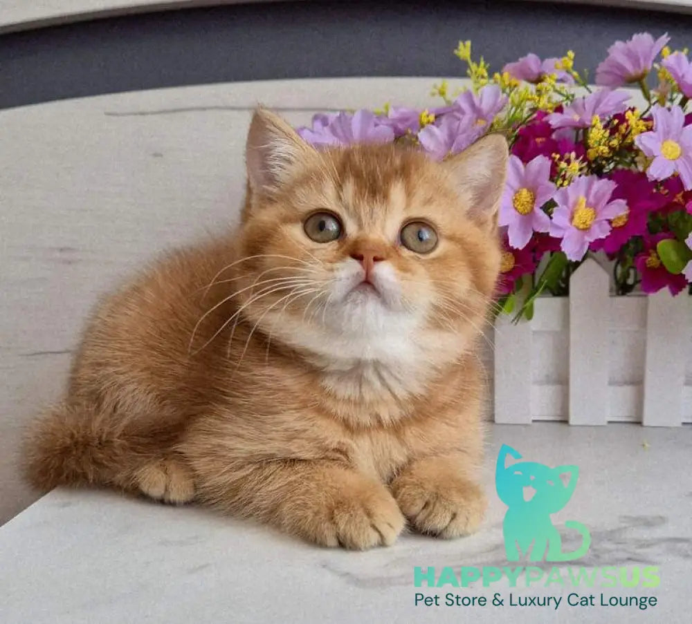 Marta British Shorthair female chocolate golden shaded - live animals