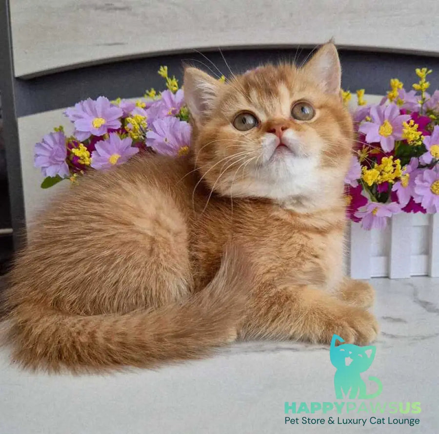 Marta British Shorthair female chocolate golden shaded - live animals