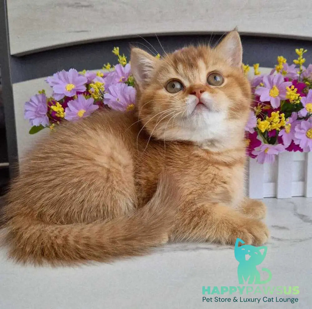 Marta British Shorthair female chocolate golden shaded - live animals
