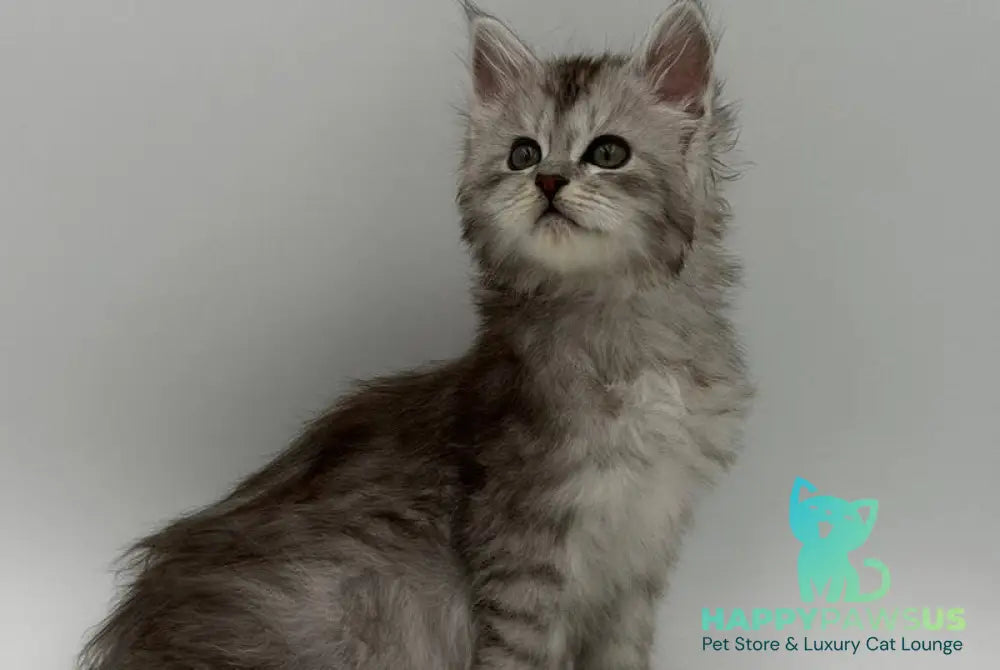 Marta Maine Coon polydactyl female black silver spotted tabby - live animals