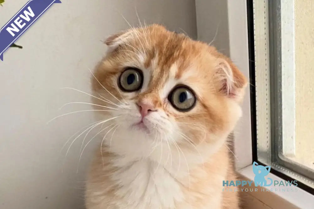 Маrta Scottish Fold female black golden shaded live animals