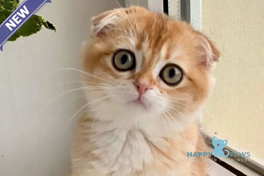 Маrta Scottish Fold female black golden shaded live animals