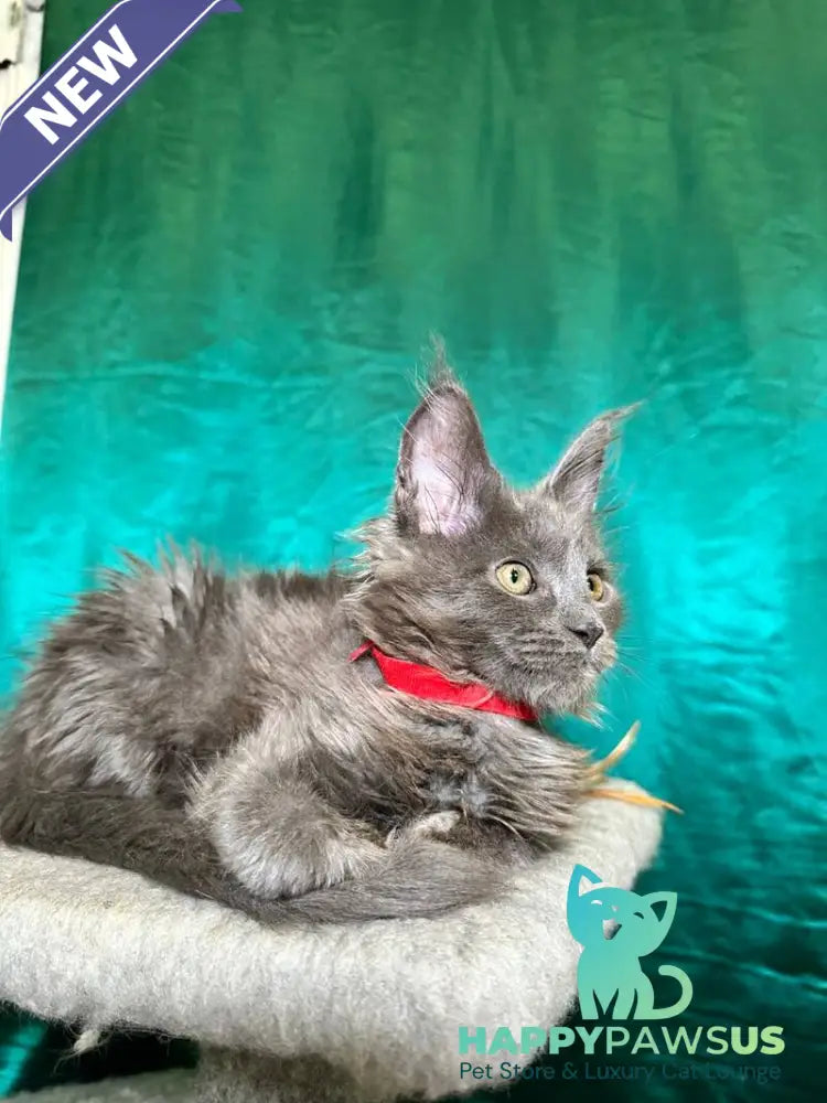 Martha Maine Coon female blue - live animals
