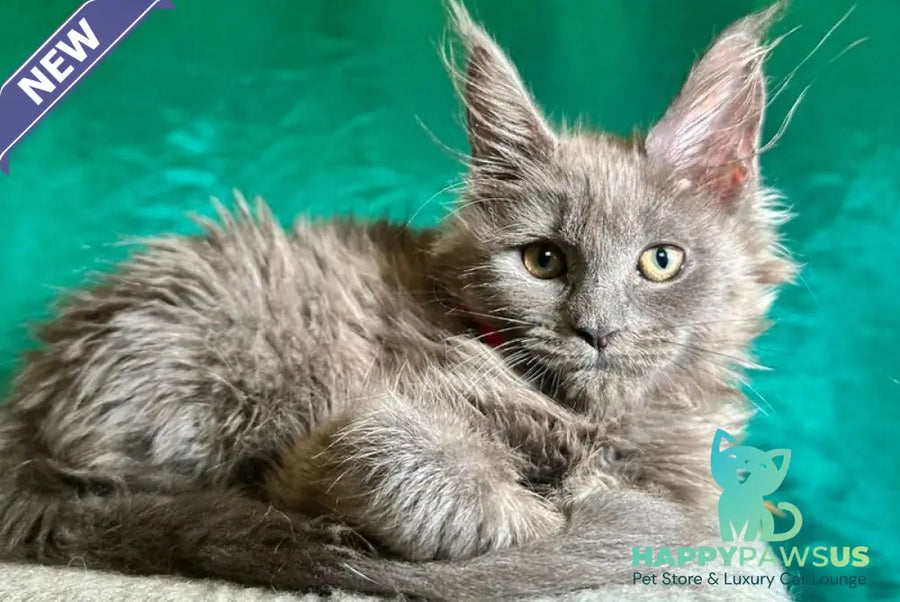 Martha Maine Coon female blue - live animals