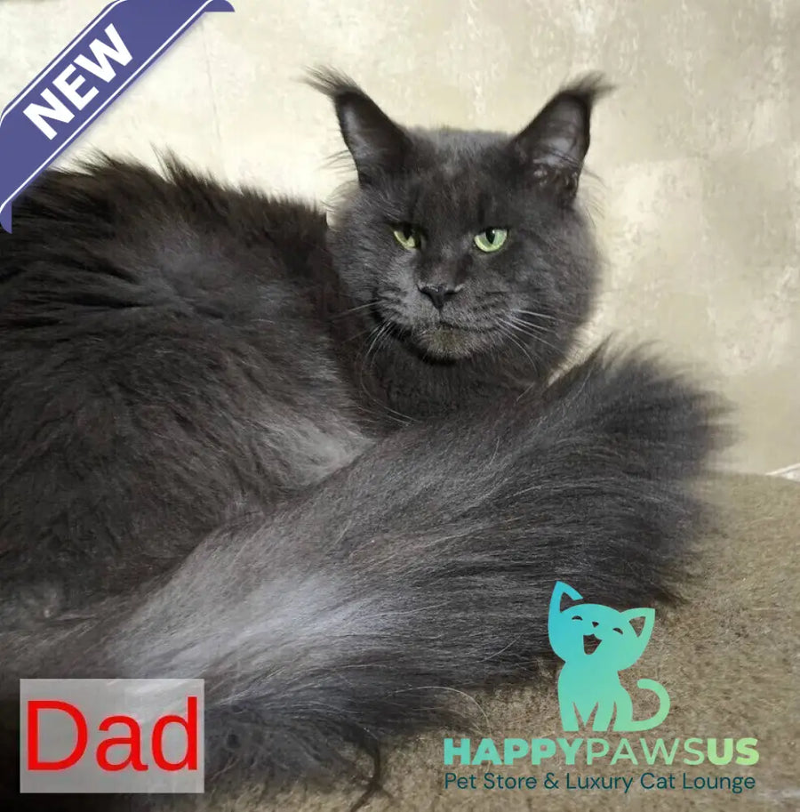 Martha Maine Coon female blue - live animals