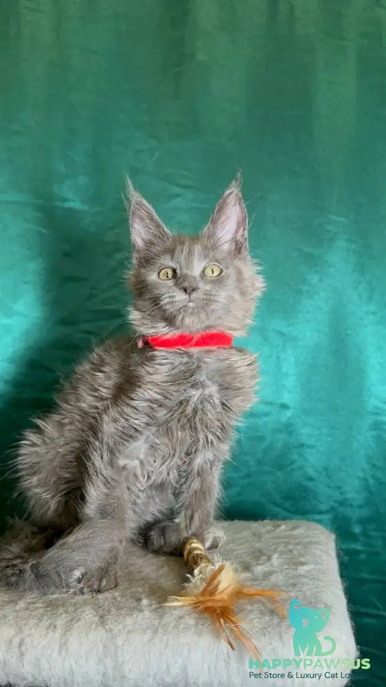 Martha Maine Coon female blue - live animals