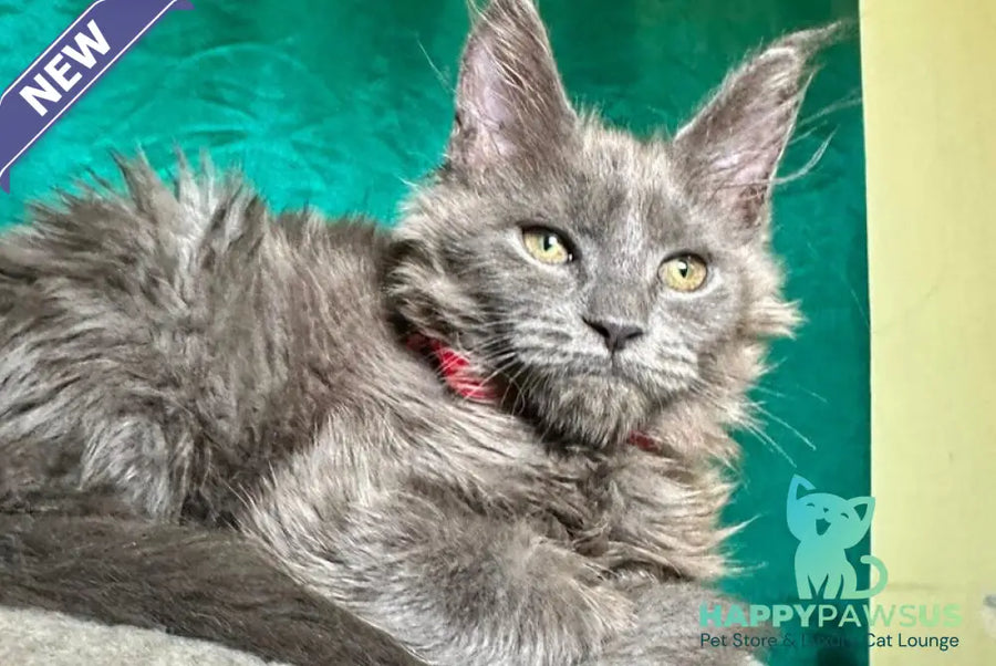 Martha Maine Coon female blue - live animals