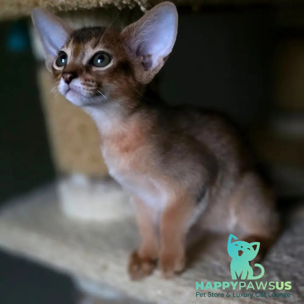 Martin Abyssinian male ruddy - live animals
