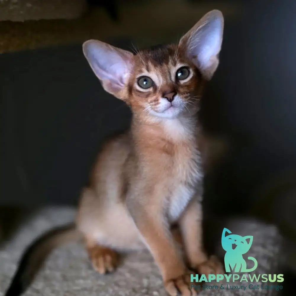 Martin Abyssinian male ruddy - live animals