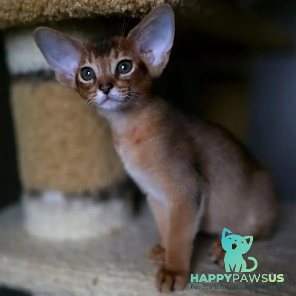 Martin Abyssinian male ruddy - live animals