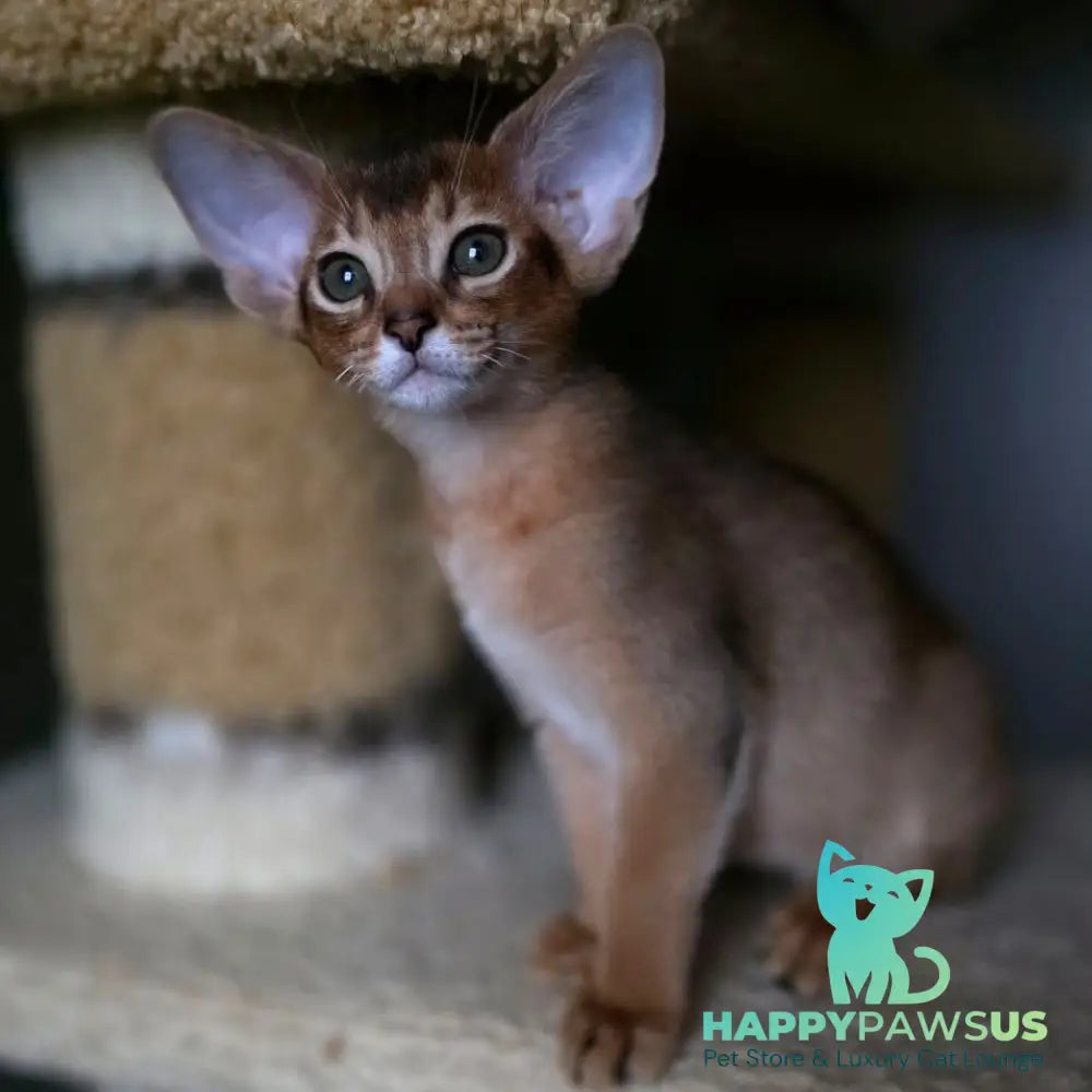 Martin Abyssinian male ruddy - live animals