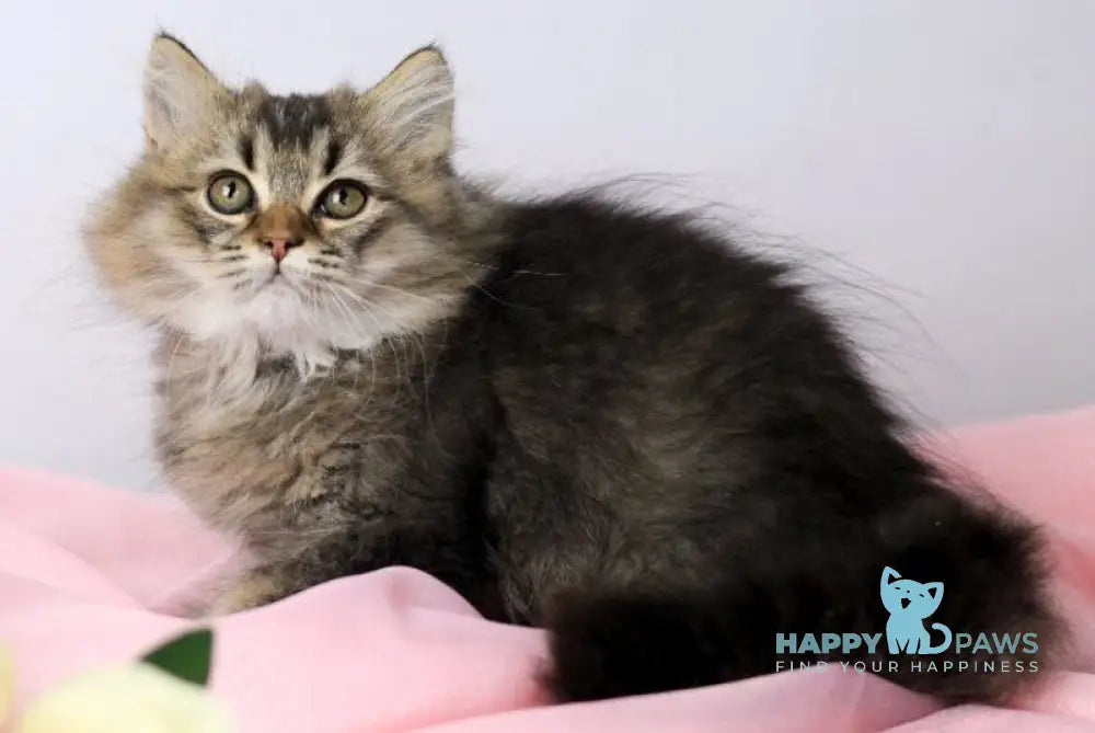 Мartin British Longhair male black ticked tabby live animals