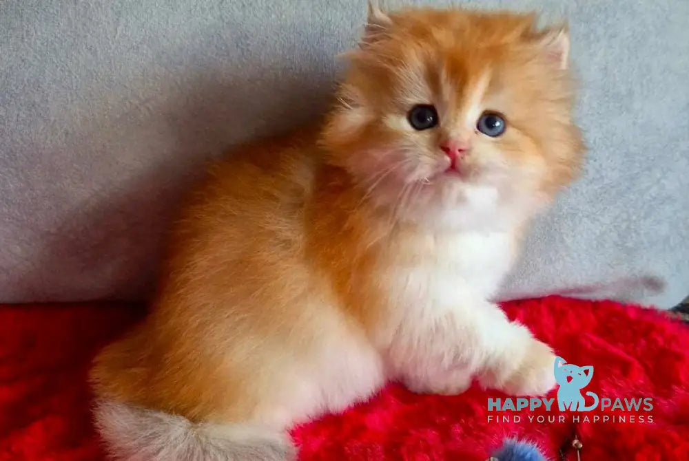 Martin British Longhair male chocolate golden chinchilla live animals