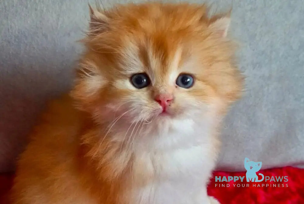 Martin British Longhair male chocolate golden chinchilla live animals