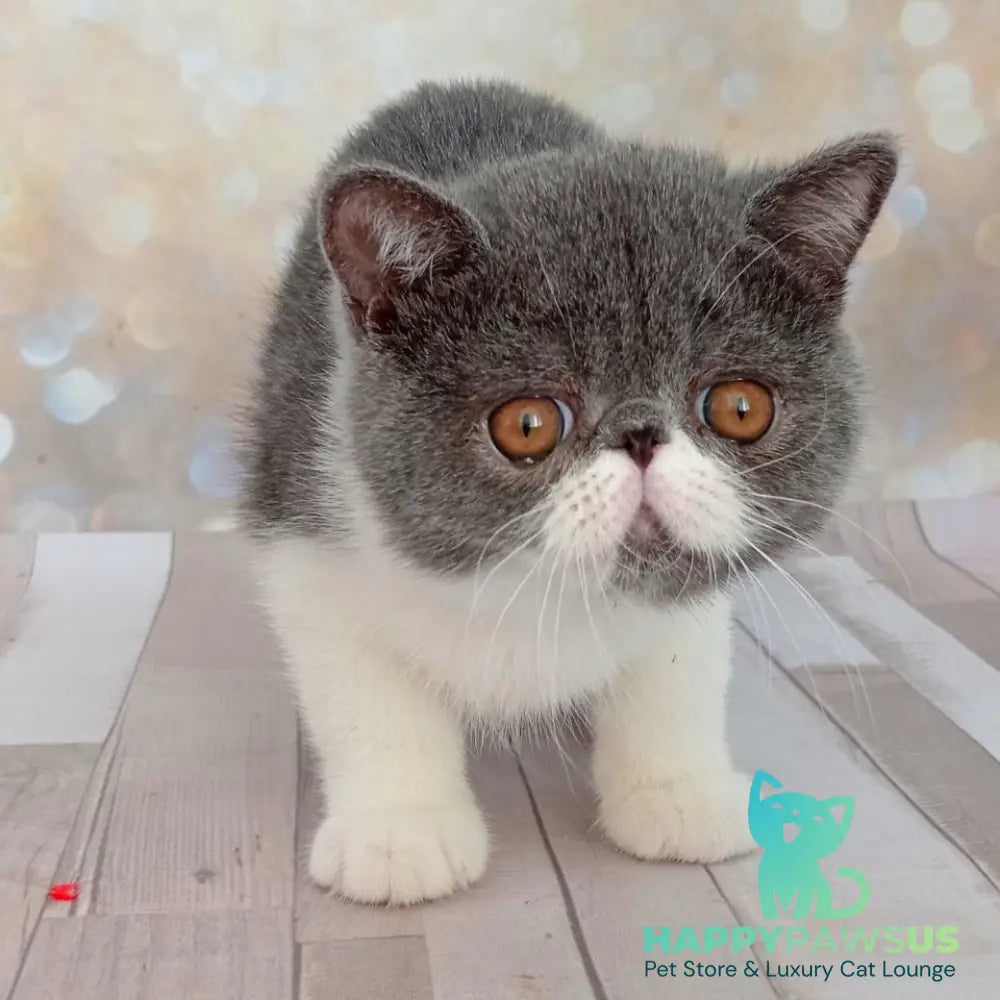 Martin Exotic male blue bicolour - live animals