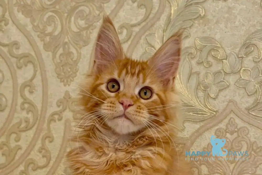 Martin Maine Coon male red tabby live animals