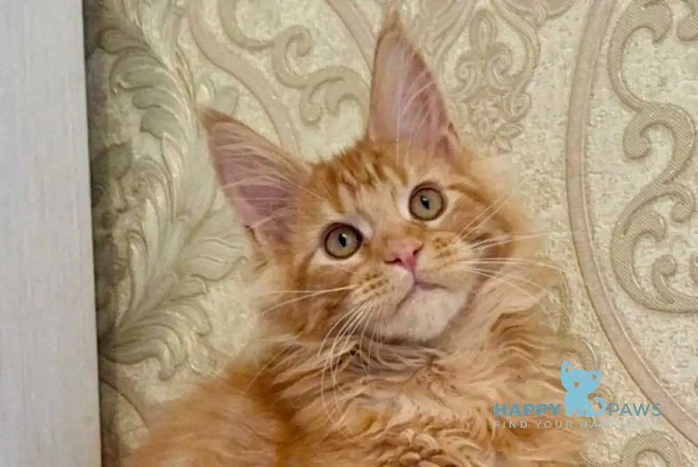 Martin Maine Coon male red tabby live animals