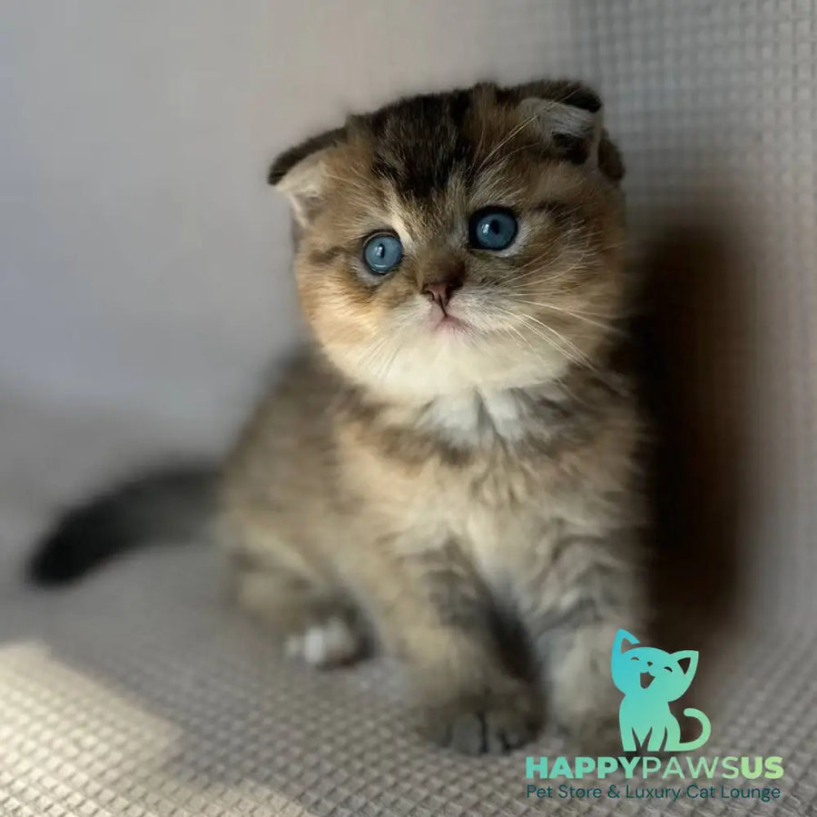 Martin Scottish Fold male black golden ticked tabby with white - live animals