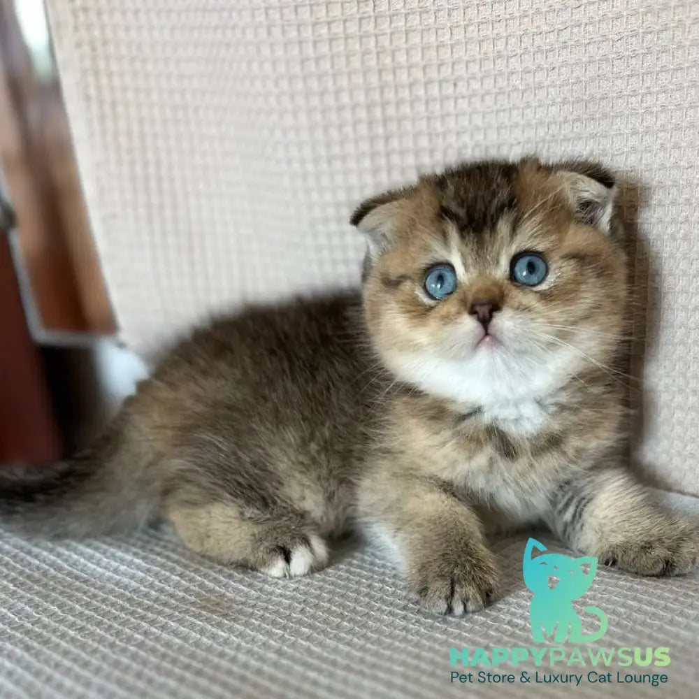 Martin Scottish Fold male black golden ticked tabby with white - live animals
