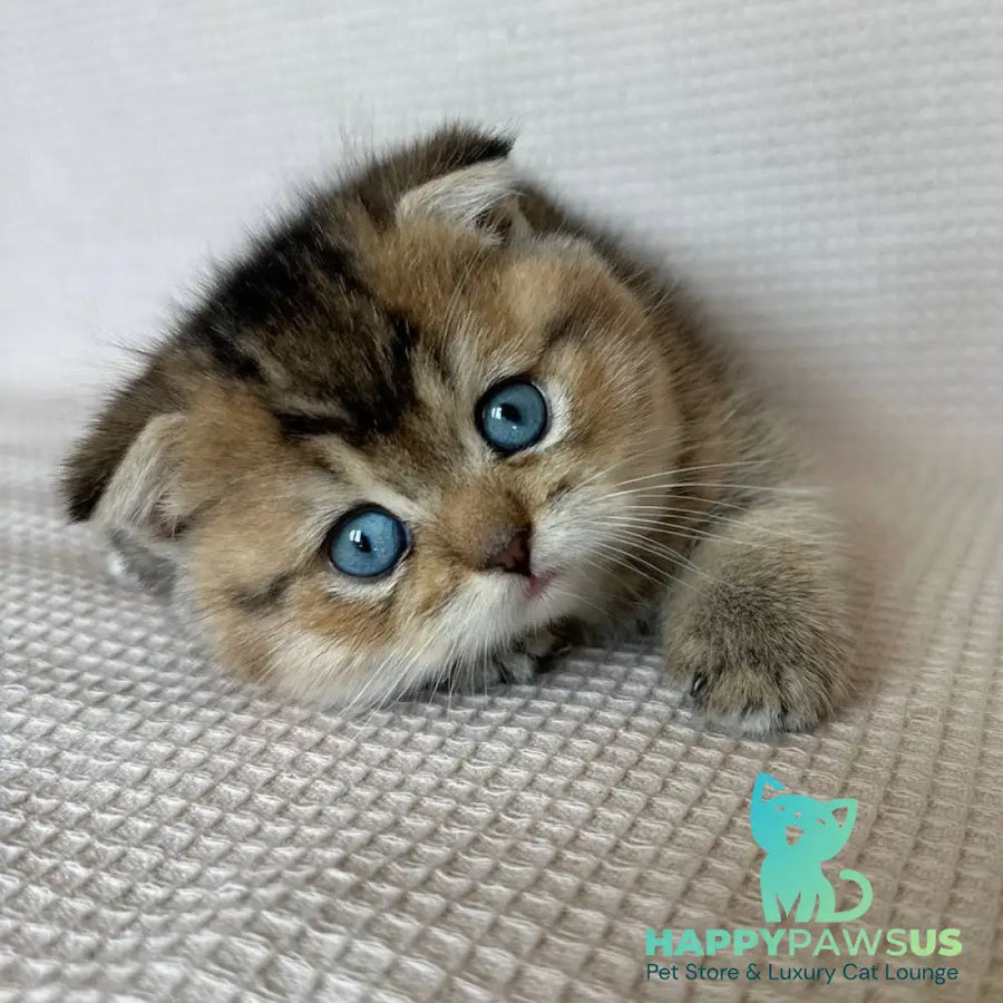 Martin Scottish Fold male black golden ticked tabby with white - live animals