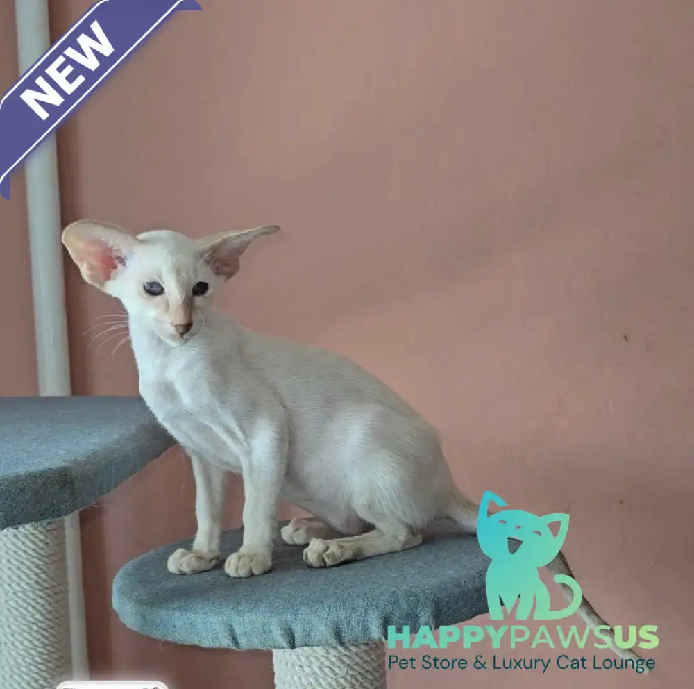 Martin Siamese male lilac - live animals