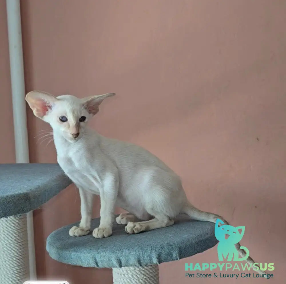 Martin Siamese male lilac - live animals
