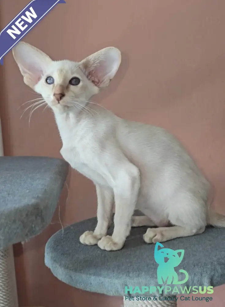 Martin Siamese male lilac - live animals