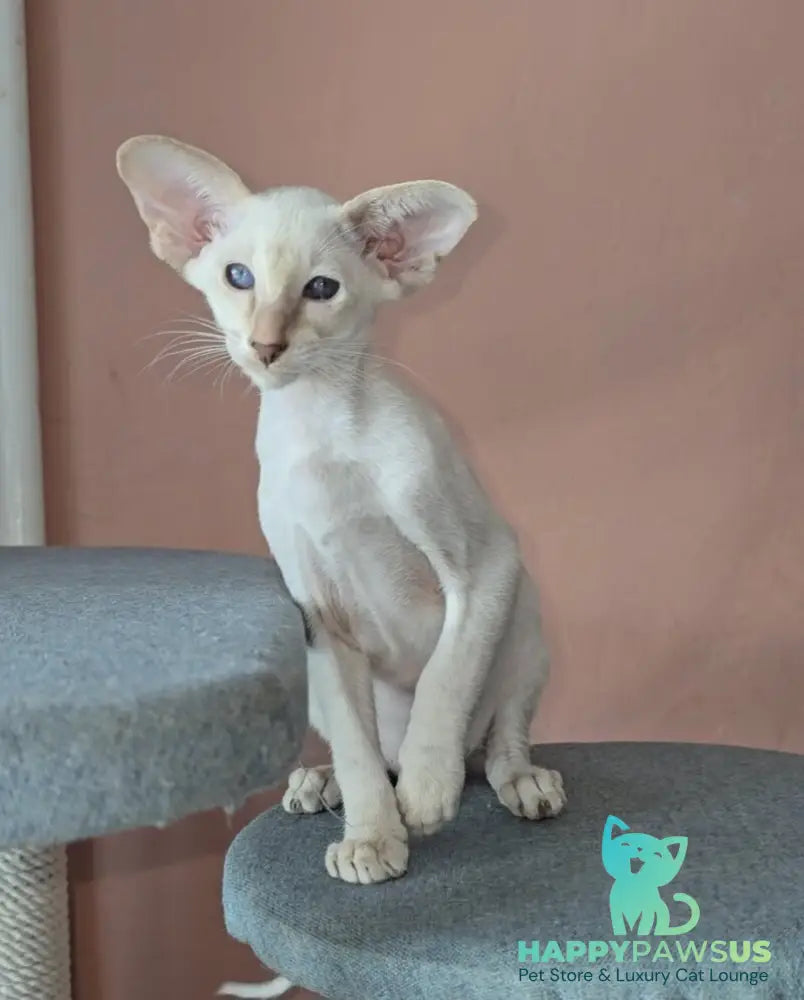 Martin Siamese male lilac - live animals