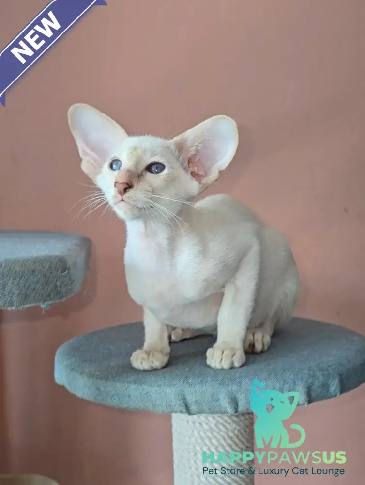 Martin Siamese male lilac - live animals