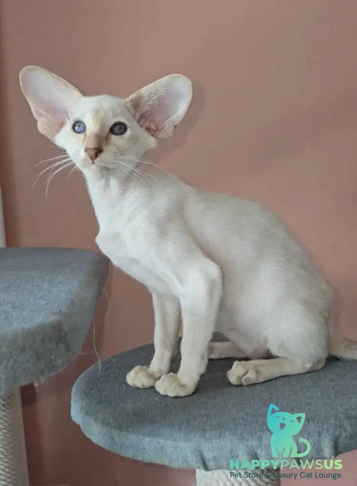 Martin Siamese male lilac - live animals